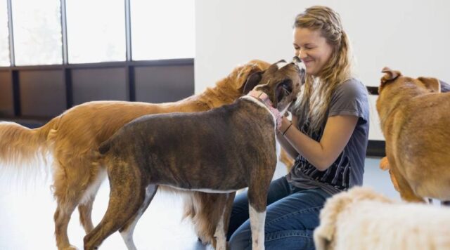 The Impact of Dog Daycare on Managing Behavioral Issues in Your Beloved Pups